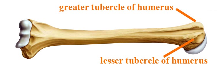 greater and lesser tubercle of humerus